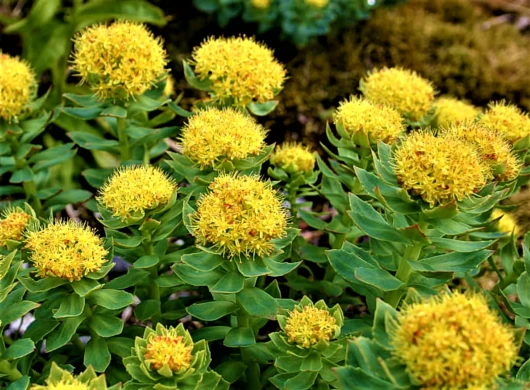 Rhodiola Rosea: Prirodna potpora za tjelesno i mentalno zdravlje