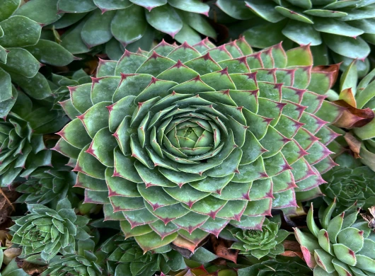 Čuvarkuća - Sempervivum tectorum