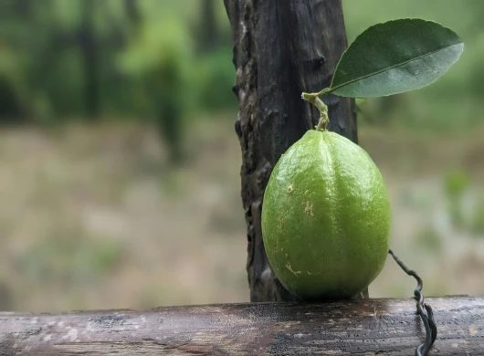Limeta